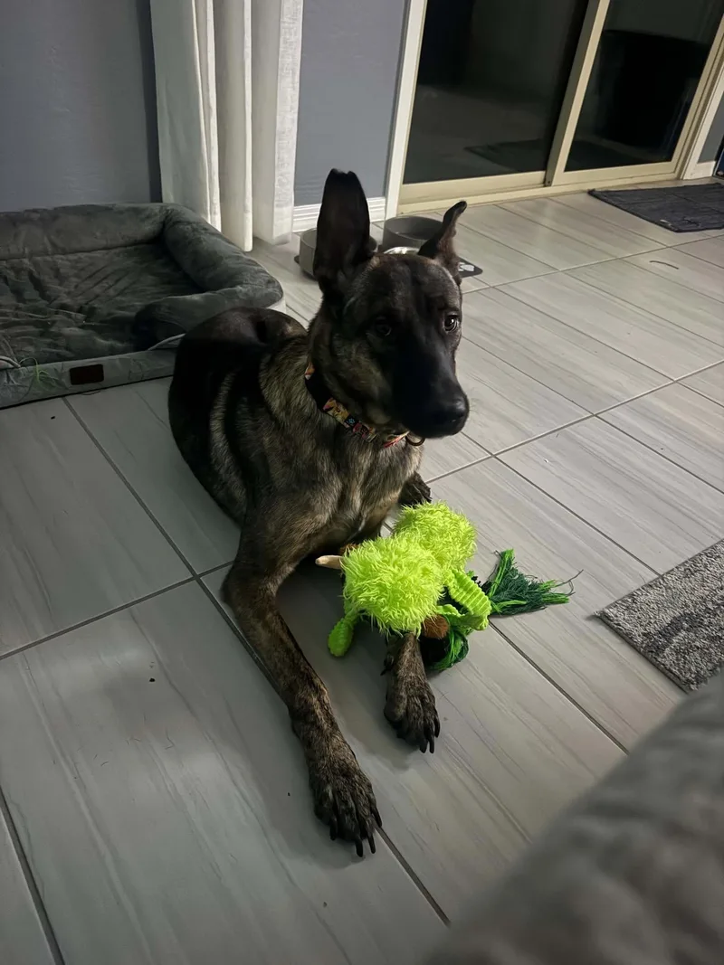 A young large-sized male Black Dutch Shepherd dog named Trooper for adoption in Glendale, AZ