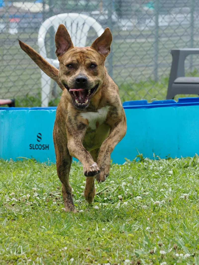 An adult medium-sized male Brindle Mixed Breed dog named Baby Boy for adoption in Myrtle Beach, SC