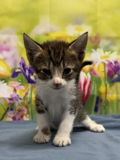 A baby small-sized female Domestic Short Hair cat named Froglet for adoption in San Antonio, TX