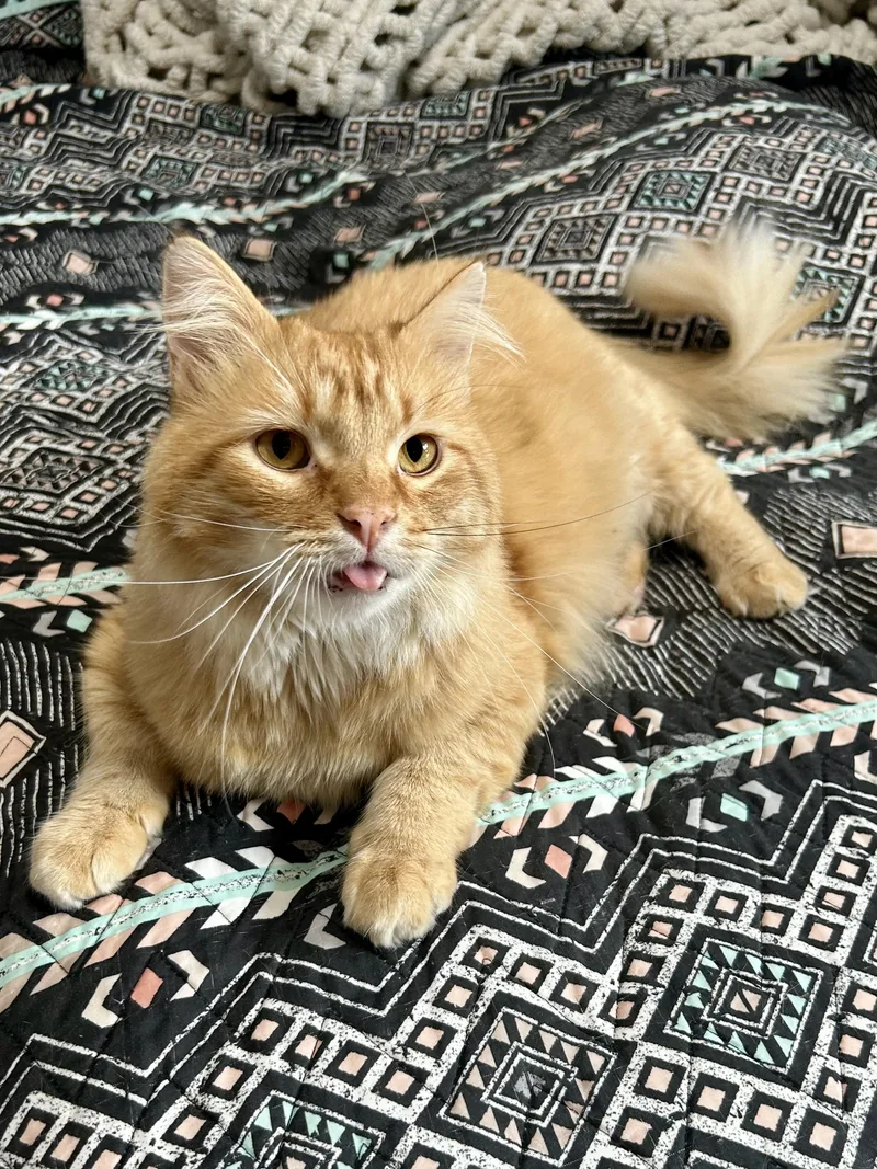 An adult large-sized male Tabby (Orange / Red) Domestic Medium Hair cat named Sir BlepsaLot for adoption in Decatur, IL