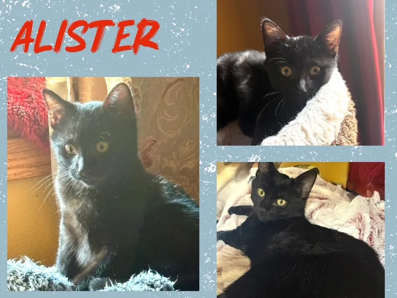 Alister thumbnail 2