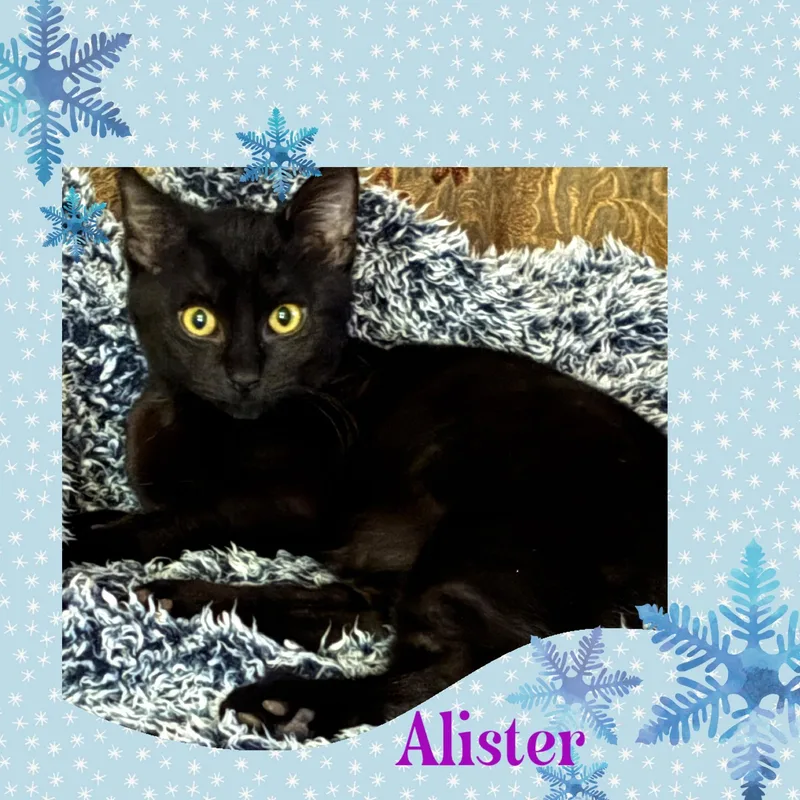 Alister thumbnail 3