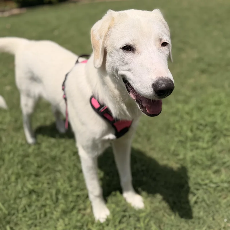 Patch