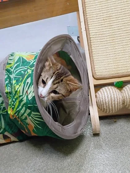 An adult small-sized female Domestic Short Hair cat named Locke for adoption in Beatrice, NE