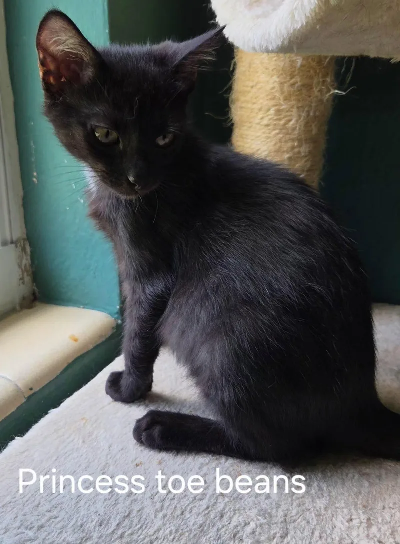 A baby medium-sized female Black & White / Tuxedo Domestic Short Hair cat named Princess Toebeans for adoption in Oviedo, FL