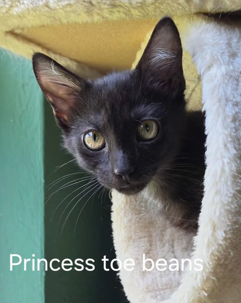 Princess Toebeans thumbnail 2