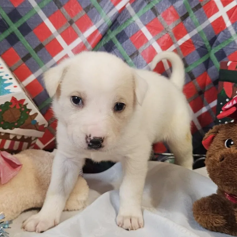 A baby large-sized female White / Cream Great Pyrenees dog named Finley for adoption in callao, VA