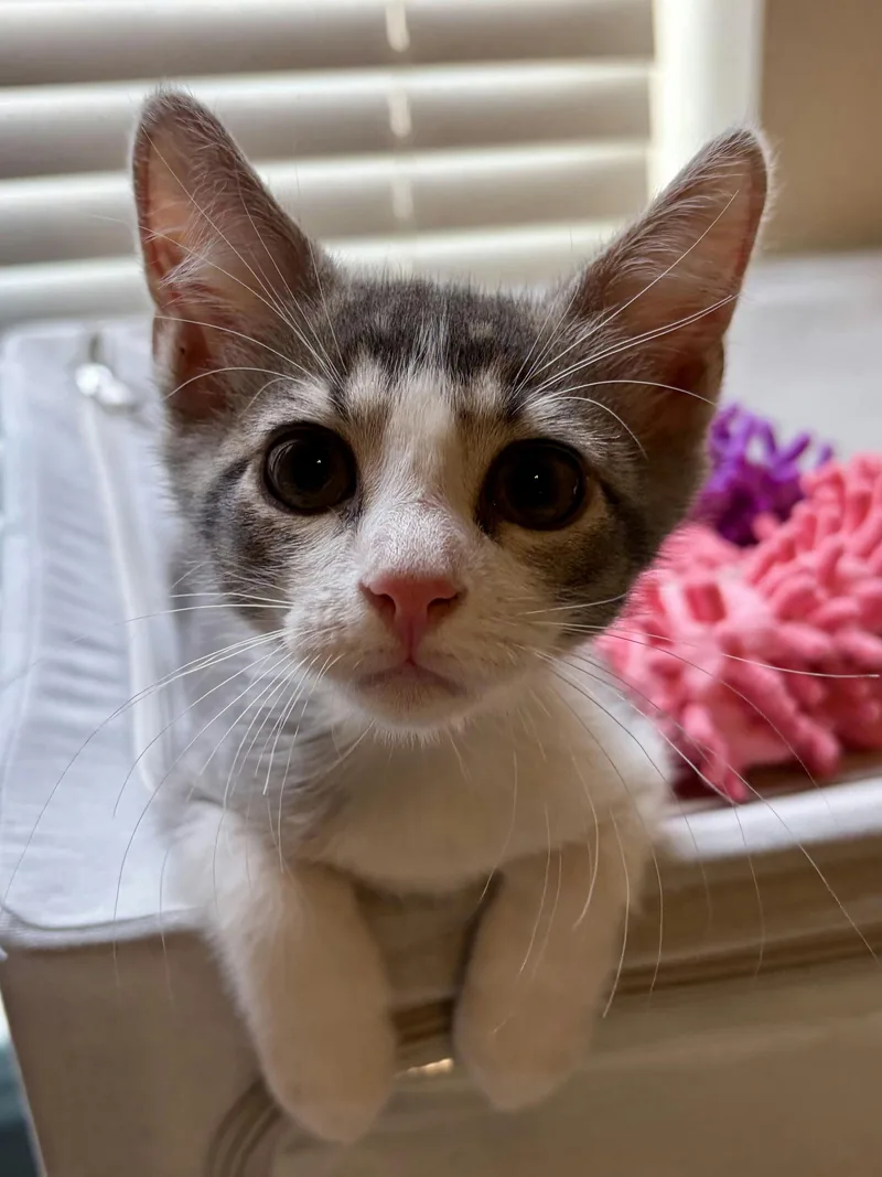 A baby medium-sized male Domestic Short Hair cat named Mojito for adoption in Houston, TX
