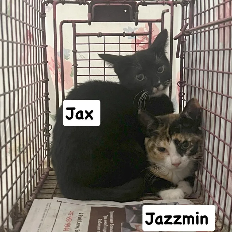 A baby small-sized female Black Domestic Short Hair cat named Jax for adoption in Philadelphia, PA
