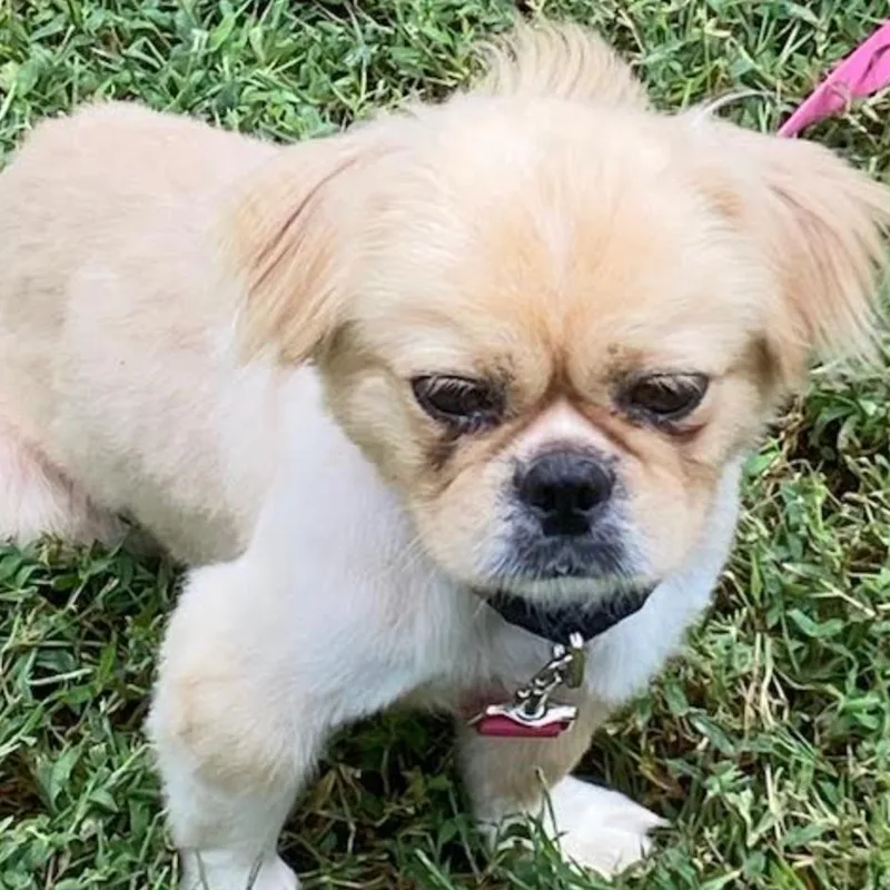 A young small-sized male Tibetan Spaniel dog named Roland for adoption in Rogersville, MO