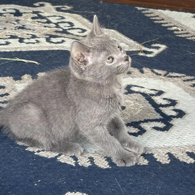 A baby small-sized female Gray / Blue / Silver Russian Blue cat named Galadriel for adoption in Wichita, KS