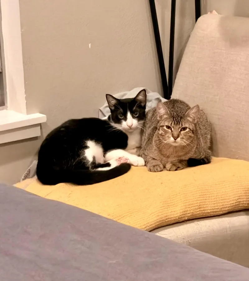 Freddie Meowcury thumbnail 4