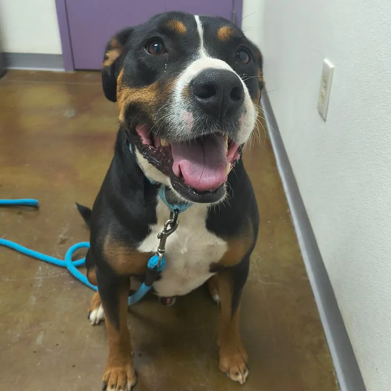 An adult large-sized male Black Pit Bull Terrier dog named Stray Hold  Phoenix for adoption in Albuquerque, NM
