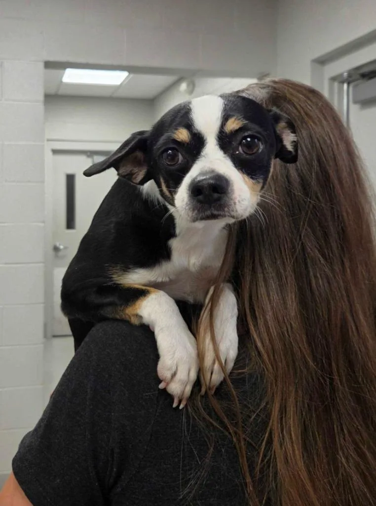 An adult small-sized male Chihuahua dog named Tiger for adoption in Chillicothe, OH