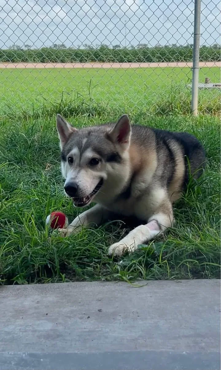 Nanook