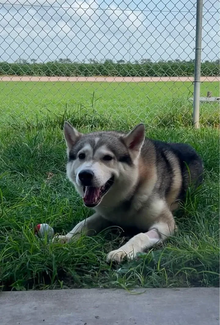 Nanook thumbnail 4