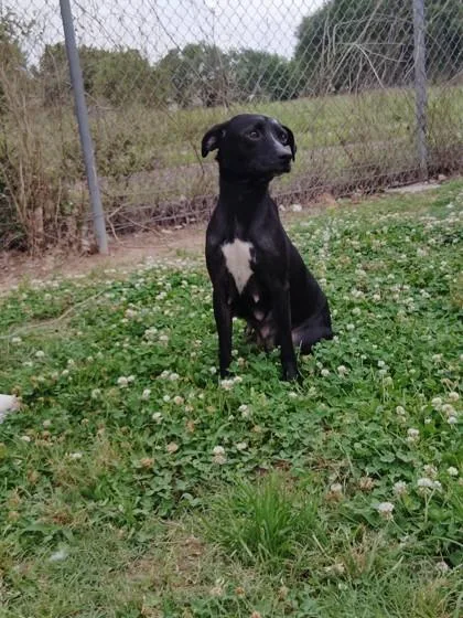 An adult medium-sized female Mixed Breed dog named Little Lady for adoption in Houston, TX