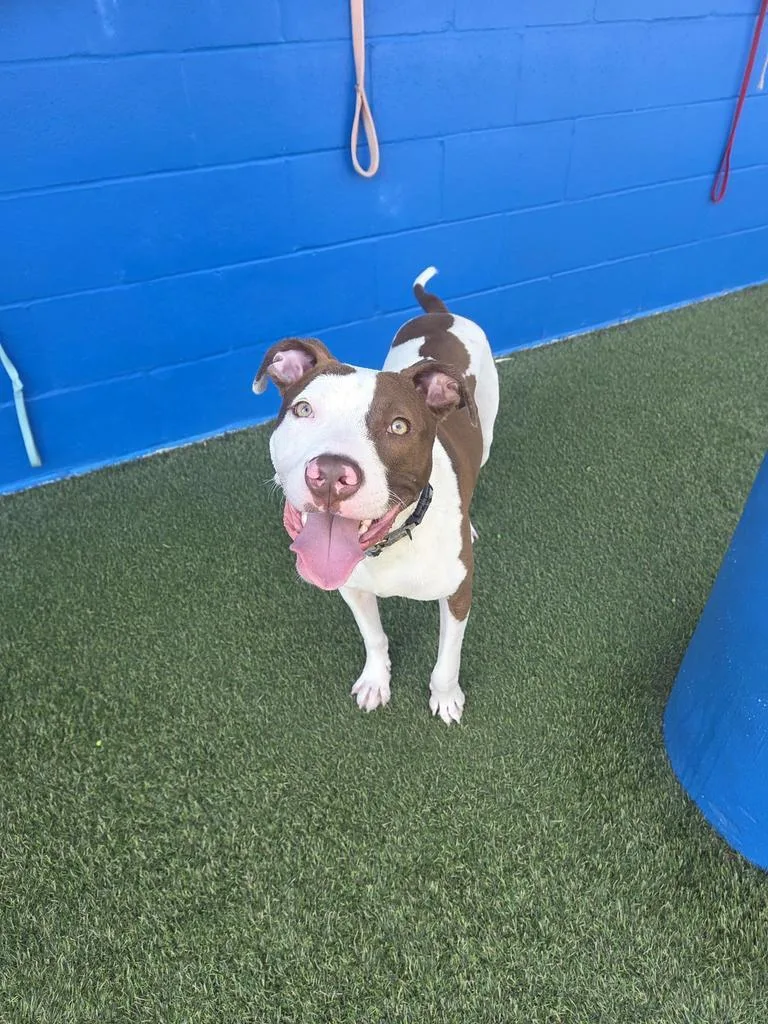 A baby medium-sized male Pit Bull Terrier dog named Stanley for adoption in New Orleans, LA