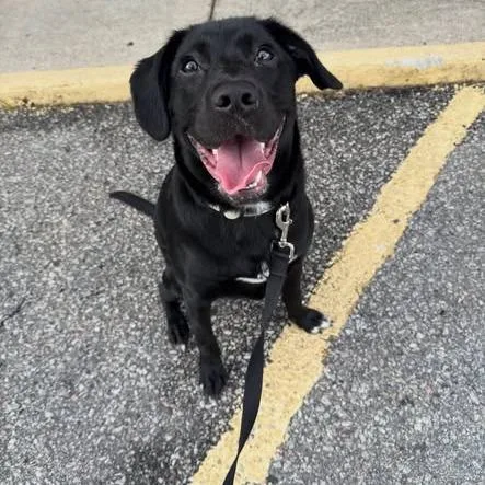 A young small-sized male Black Mixed Breed dog named Crawfish for adoption in North Charleston, SC