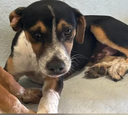 A baby medium-sized male Hound dog named Collin for adoption in Elgin, TX