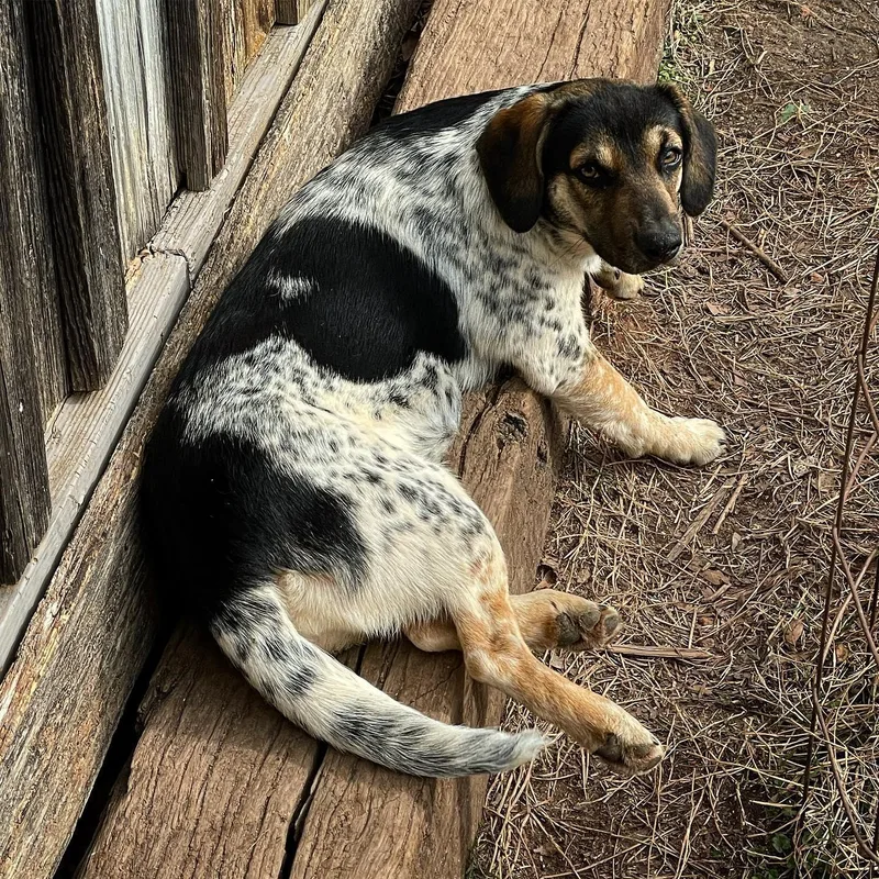 Shiloh