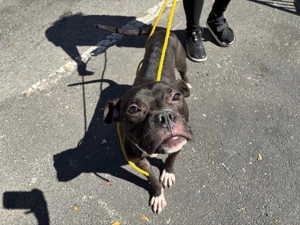 A young medium-sized male Mixed Breed dog named Buggy for adoption in New York, NY