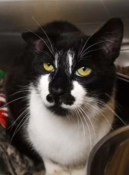 An adult medium-sized male Black & White / Tuxedo Domestic Short Hair cat named Forest for adoption in Waupaca, WI