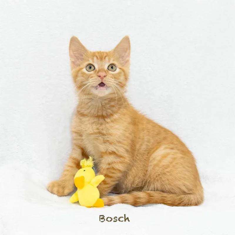 Bosch thumbnail 4