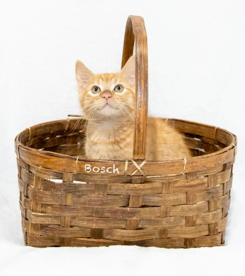 Bosch thumbnail 5