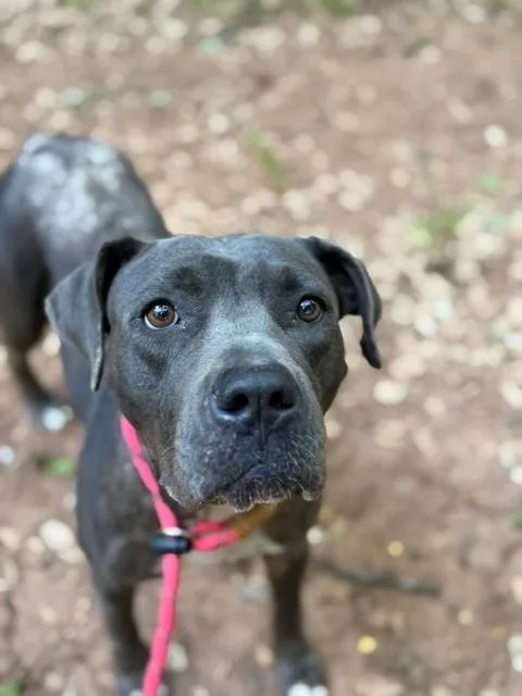 An adult medium-sized female Pit Bull Terrier dog named Cinderella for adoption in Charlotte, NC