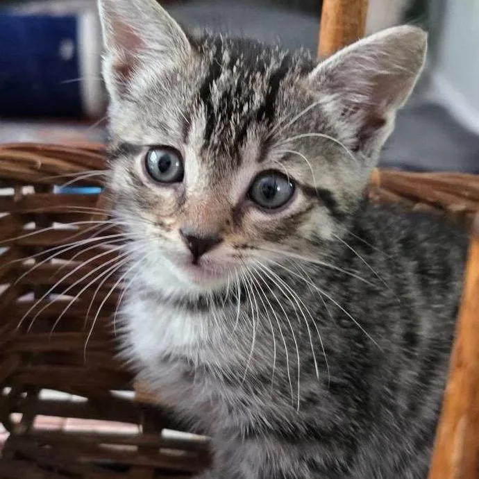 A baby small-sized female Buff / Tan / Fawn Domestic Short Hair cat named Mocha Mood Pie for adoption in Chattanooga, TN