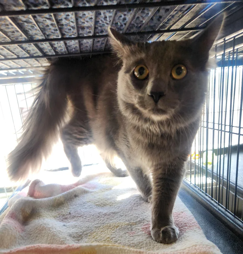 A young medium-sized male Gray / Blue / Silver Domestic Medium Hair cat named Fletcher for adoption in Yarnell, AZ