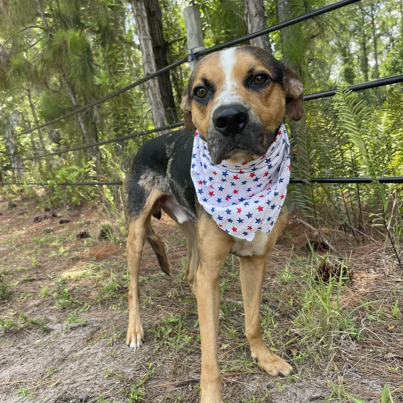 Finn