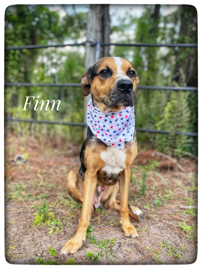 Finn thumbnail 5