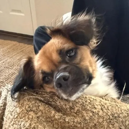 An adult small-sized female Tricolor (Brown, Black, & White) Chihuahua dog named Penny for adoption in Bulverde, TX