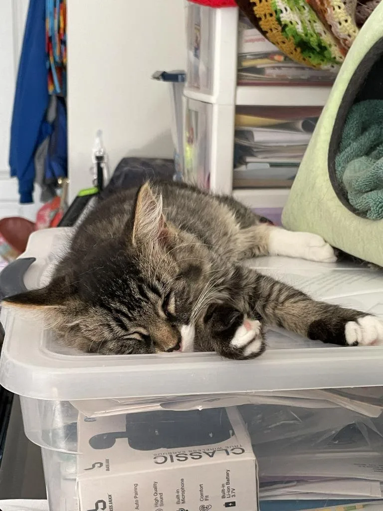 A baby medium-sized male Domestic Short Hair cat named Fox for adoption in St. Cloud, MN