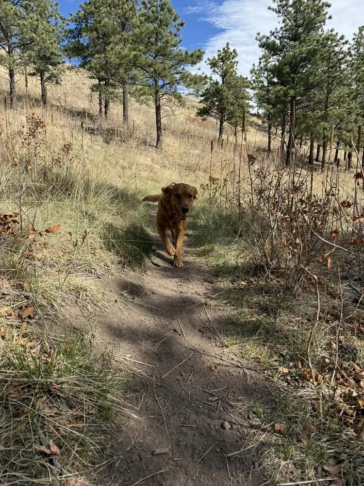 Bear thumbnail 3