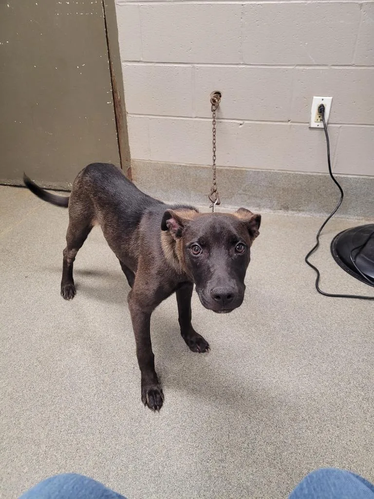 A baby medium-sized male Labrador Retriever dog named Metco for adoption in Hopkinsville, KY