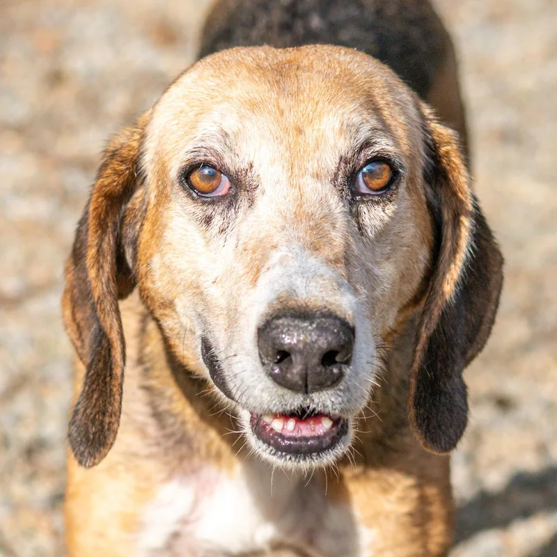 Beatrice thumbnail 2