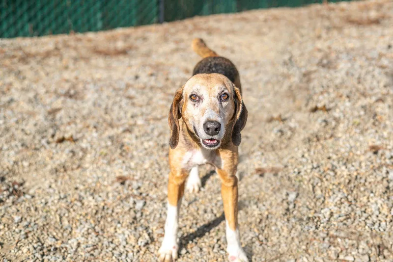 Beatrice thumbnail 3