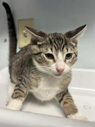 A baby small-sized male Domestic Short Hair cat named Matcha for adoption in Largo, FL