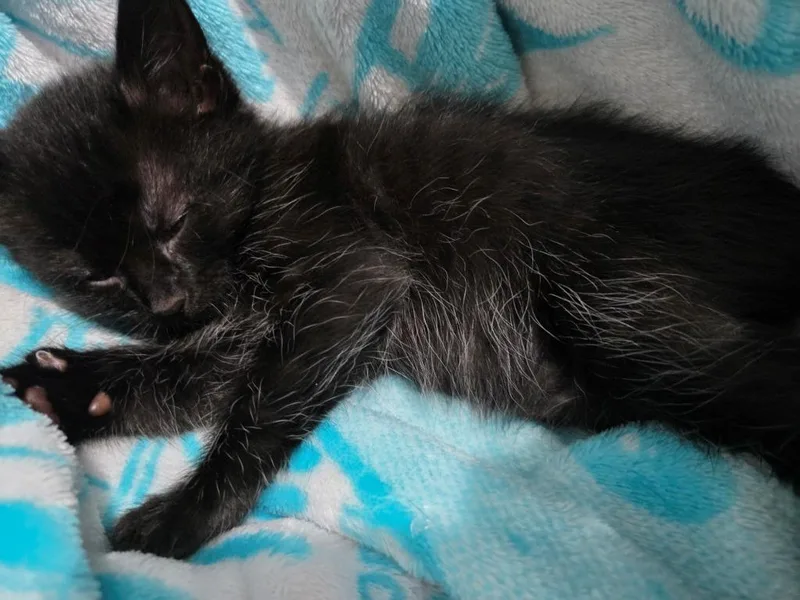 A young small-sized female Black Domestic Short Hair cat named Nova for adoption in Tyler, TX