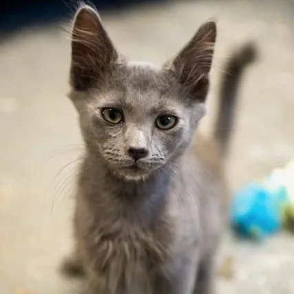 A baby medium-sized male Gray / Blue / Silver Russian Blue cat named Jelly SWEET AND GENTLE for adoption in Bethel, CT