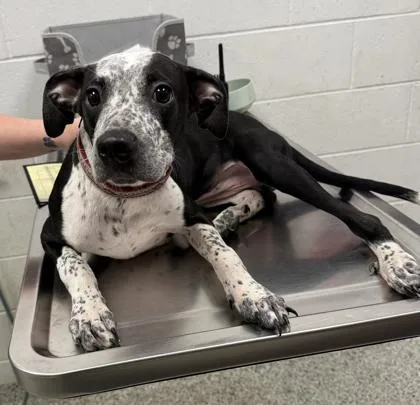 A baby medium-sized female Black Pit Bull Terrier dog named Olive Oyl for adoption in Kansas City, MO