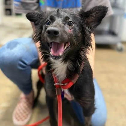 An adult small-sized female Mixed Breed dog named Lefteye for adoption in Covington, LA