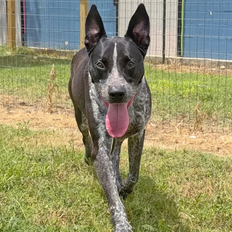An adult large-sized male Black Mixed Breed dog named Harold for adoption in Leander, TX