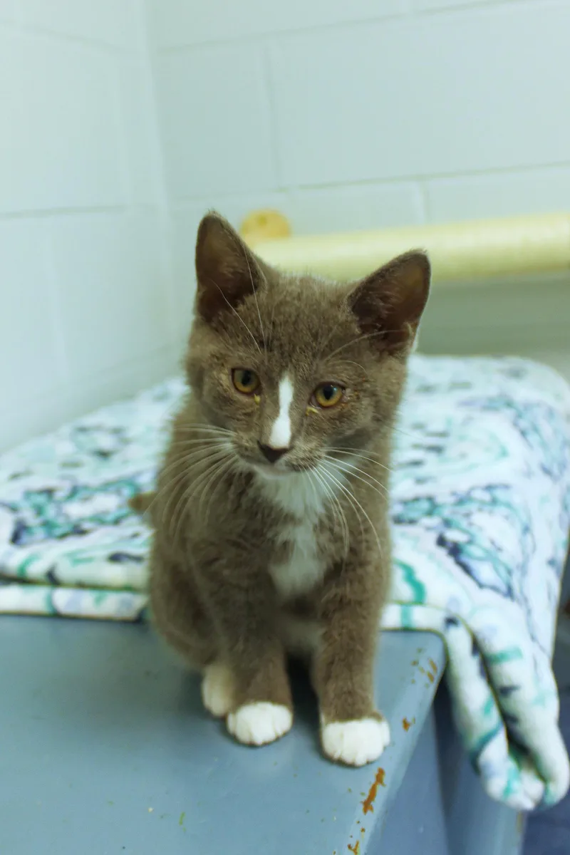 A baby medium-sized female Gray / Blue / Silver American Shorthair cat named Loretta for adoption in Urbana, OH