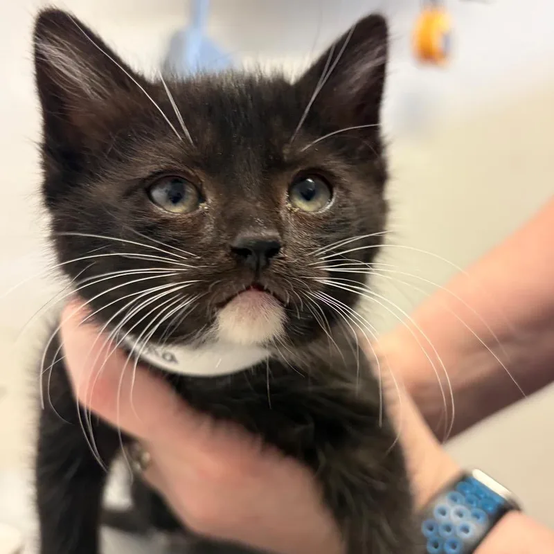 A baby small-sized female Black Domestic Short Hair cat named Crema for adoption in Santa Barbara, CA