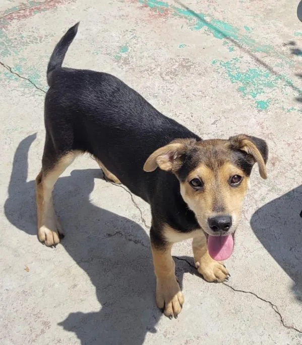 A baby medium-sized male Shepherd dog named Mezcal for adoption in Tarzana, CA