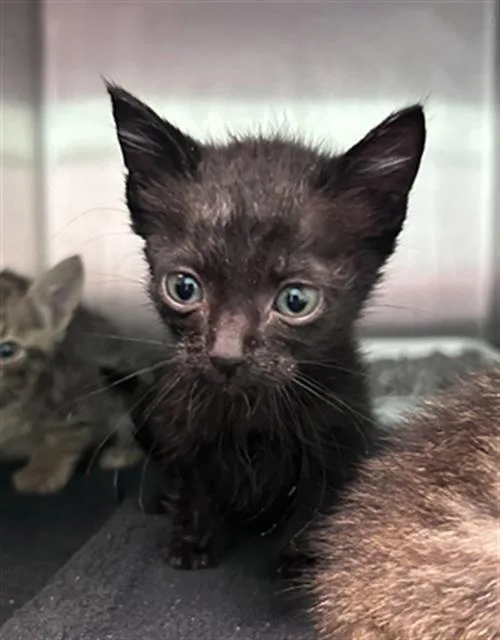 A baby medium-sized male Domestic Short Hair cat named Chip for adoption in Dallas, TX